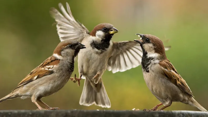 Germany's House Sparrows Vanish: Global Invasive Faces Local Crisis