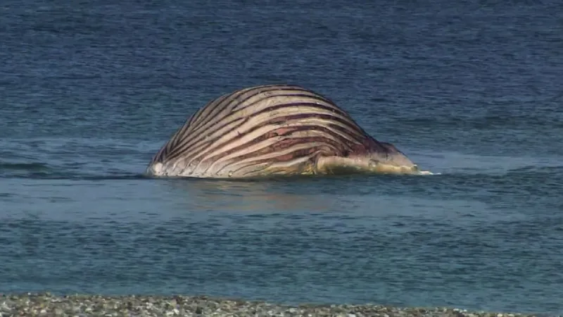 CDU Demands Parliamentary Inquiry Into Botched Ostsee Whale Rescue