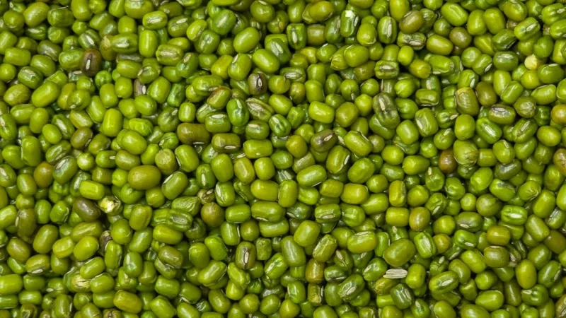 Green Bean Seeds Identified As Apocalypse Resilient, Decades Survival Possible