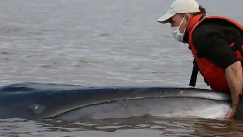 Stranded Whale Dies in Río De La Plata Despite Heroic Rescue Bid