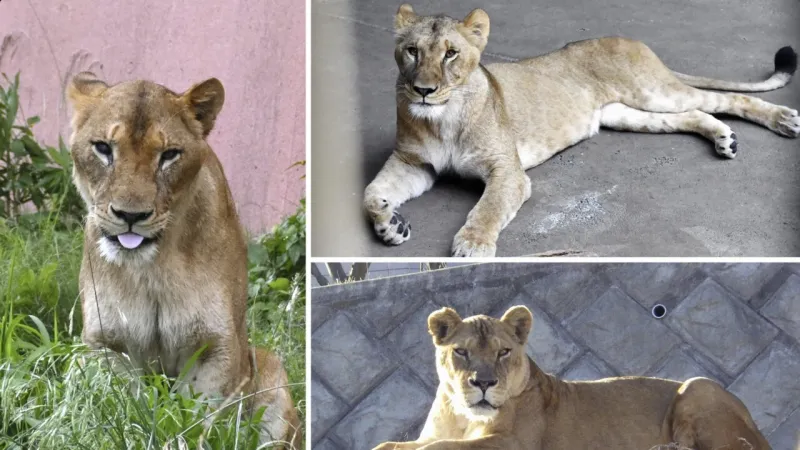 Tokyo Zoo Shuts Pavilion: Three Lions Gravely Ill from Record Heat