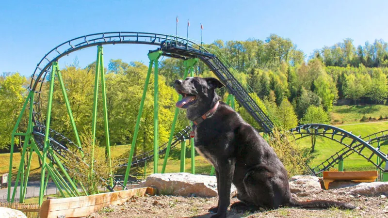 German Theme Park Unveils Dog Playground, Sparks Pet Welfare Debate