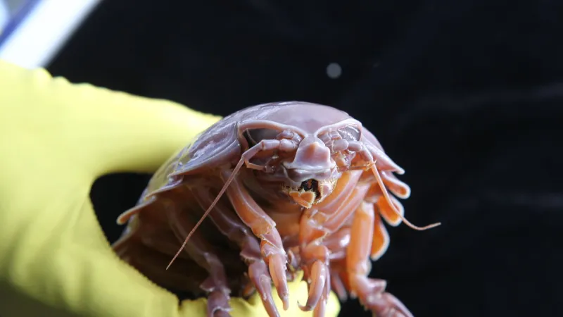 Giant Crustaceans Defy Hunger: Five-Year Survival Without Food Explained