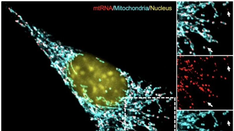 Unraveling Cancer's Ally: Immune System Fuels Tumor Growth