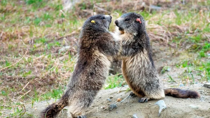 Alpine Marmots Abandon Play Amid Soaring Heat, Climate Change Threatens Survival