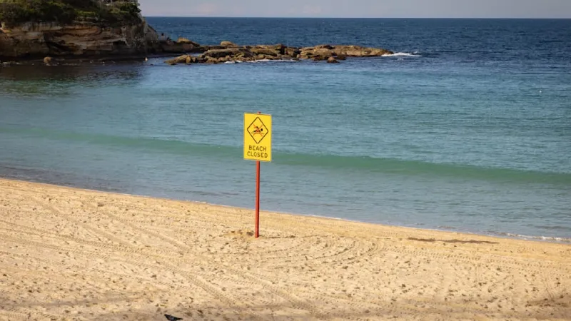 Sydney Swimmer Critically Injured in Great White Shark Attack