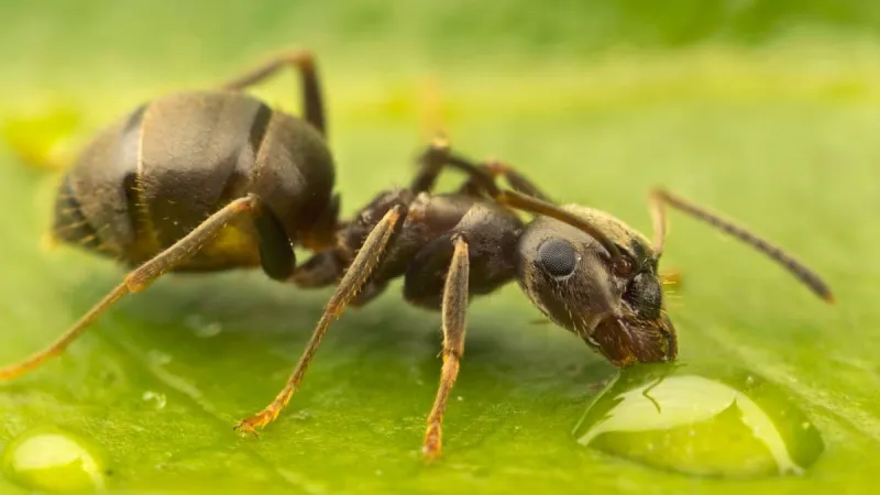 Illegal Ant Trade Surges Online, Threatening Global Ecosystems