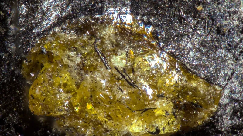 China Unearths Worlds Oldest Amber, Reshaping Ancient Life Record