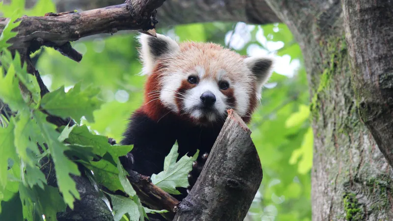 Italy Mourns Haiku: Turin Zoo's Venerable Red Panda Passes Away