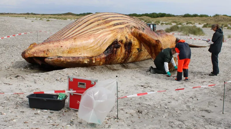 Autopsy Links Human Debris to Stranded Humpback Whale's Demise