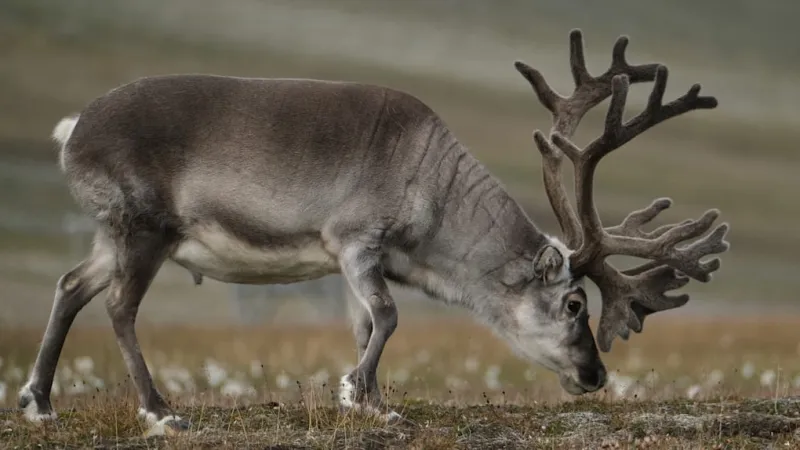 Arctic Enigma: Unusual Reindeer Deaths Baffle Scientists on Spitzbergen