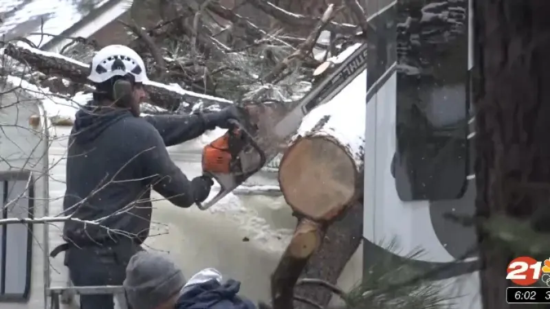 Deadly Gusts Mar German Easter Hunt As Tree Collapse Kills Three