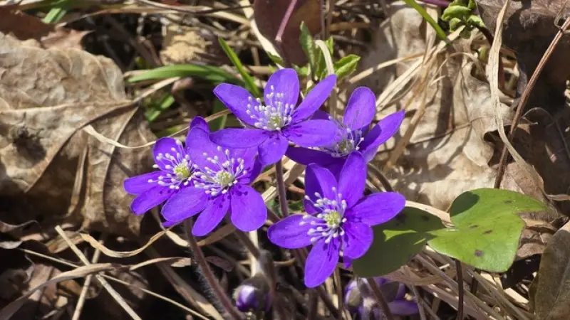 California Community Swelters, Ties US All-Time March Temperature Record