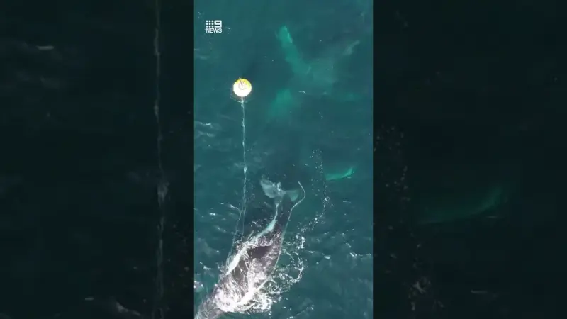 Heroic Effort Frees Stranded Humpback Whale Off German Coast